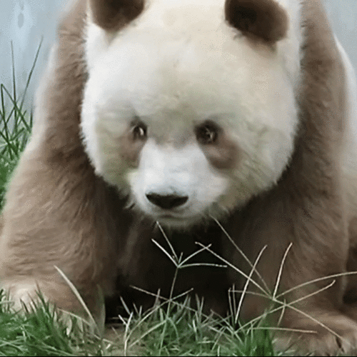 PANDA公司缩略图