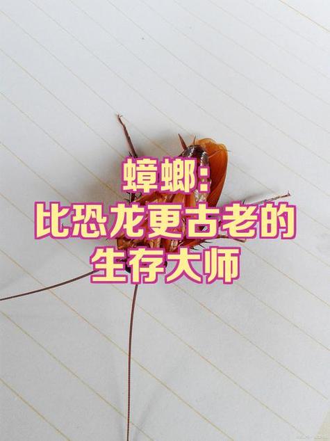 蟑螂躲起来怎么引出来