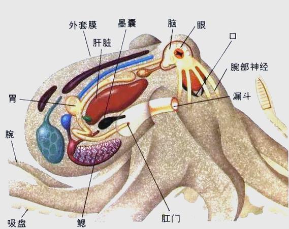 将章鱼养在私处