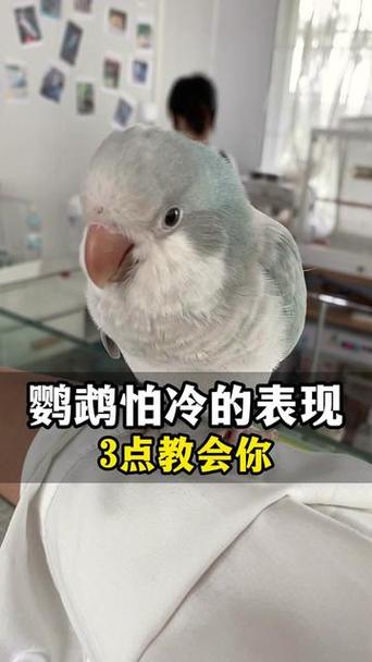 鹦鹉翅膀一直微微颤抖缩略图
