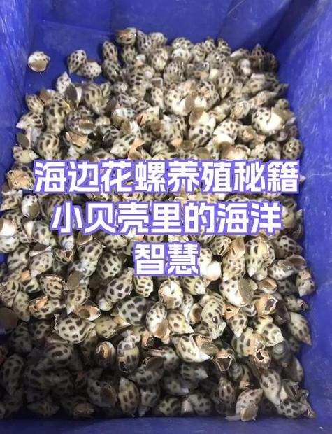花螺的养殖技术视频