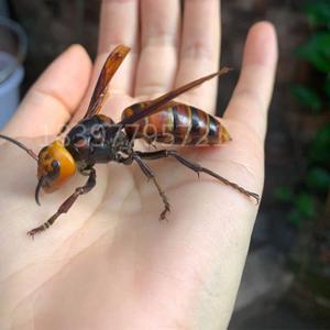 地上地下之代号蜂王