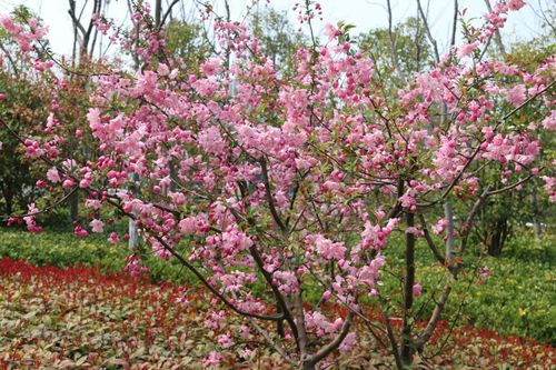 樱花交友软件
