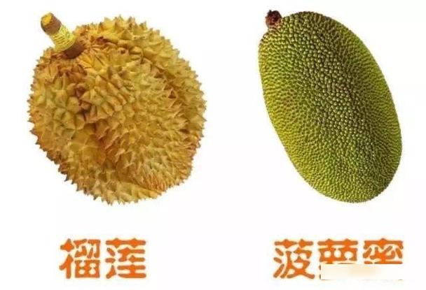 哪里有卖菠萝蜜整个的