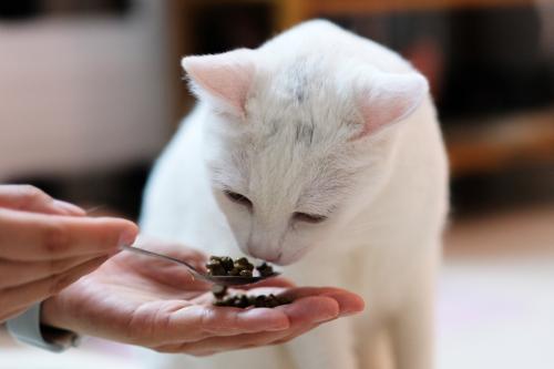 猫粮无限量还是定时喂图标