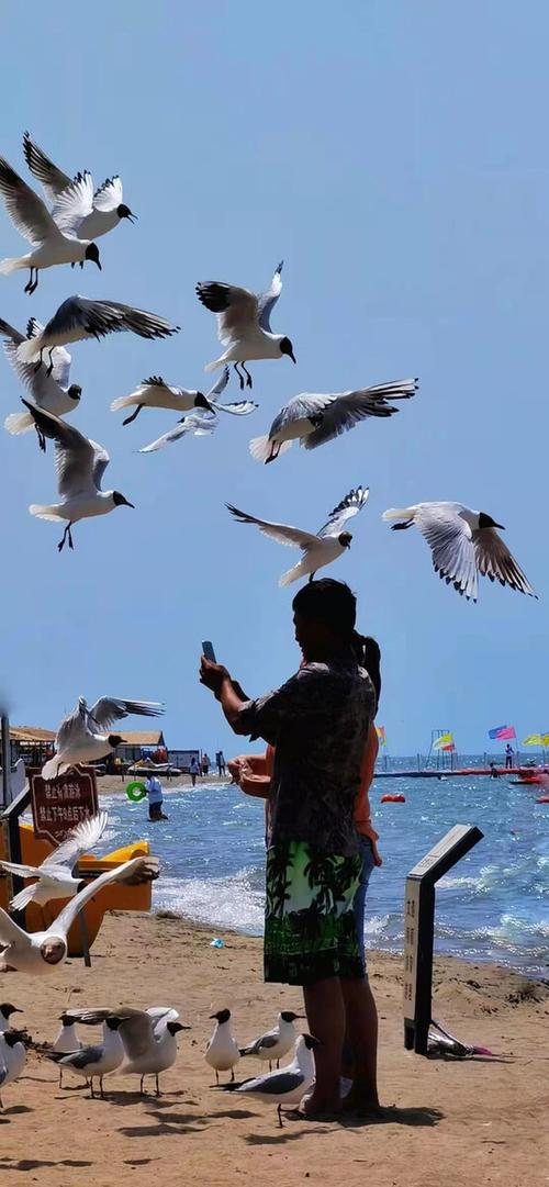 海鸥是暗恋还是暧昧缩略图