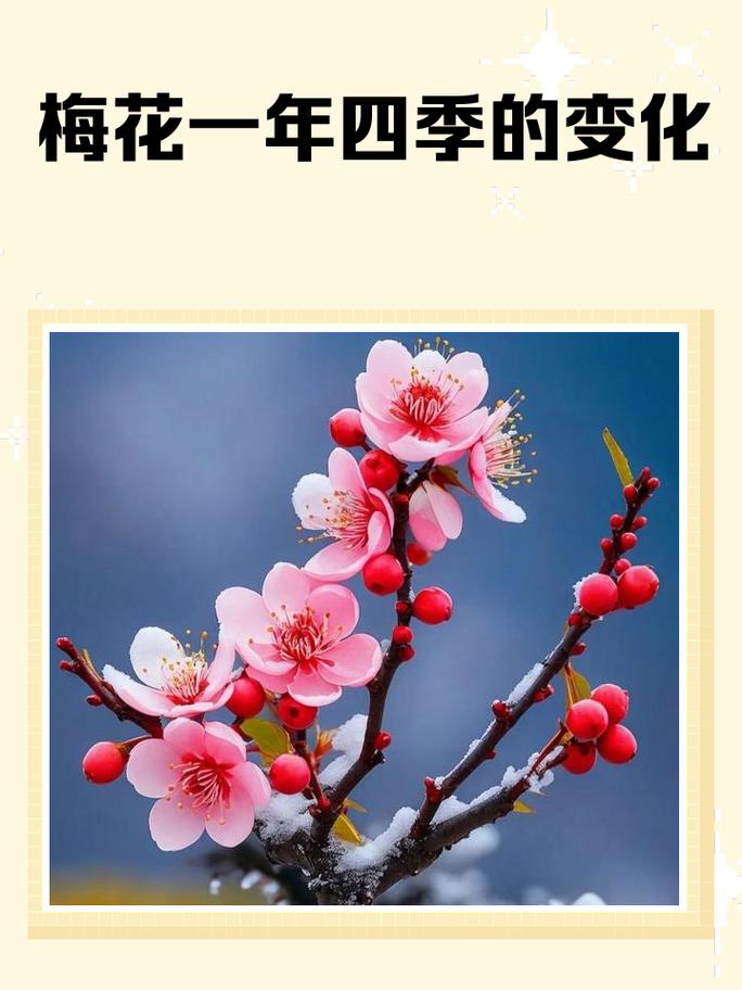 梅花生长在什么季节