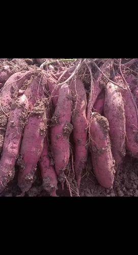 秦薯5号红薯品种介绍