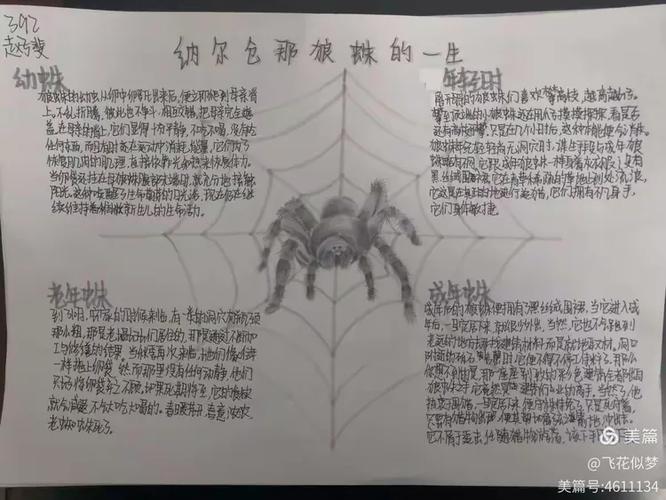 昆虫记昆虫档案狼蛛缩略图
