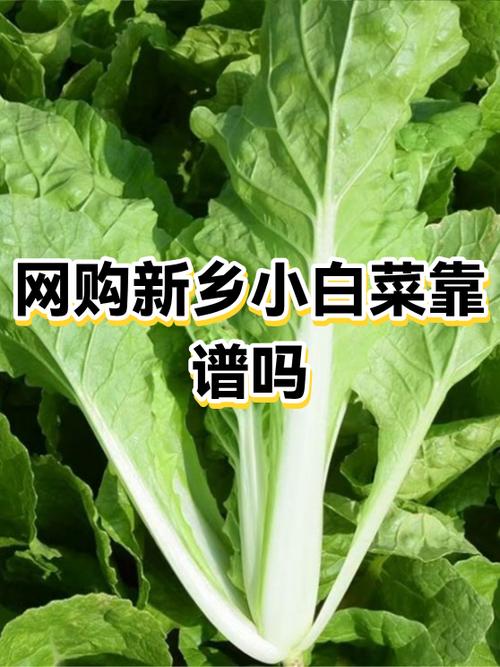 小白菜接单平台缩略图