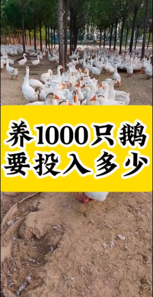 养1000只鹅能赚多少钱