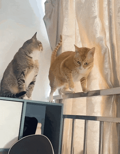 猫叫声音播放吓老鼠缩略图