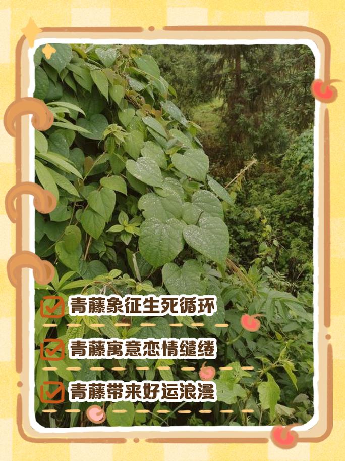 青藤根怎么加工的方法图片