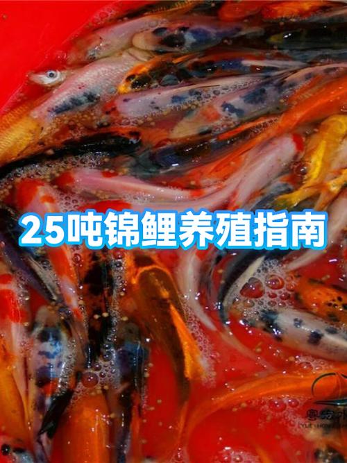 小规模养殖锦鲤赚钱吗游戏截图