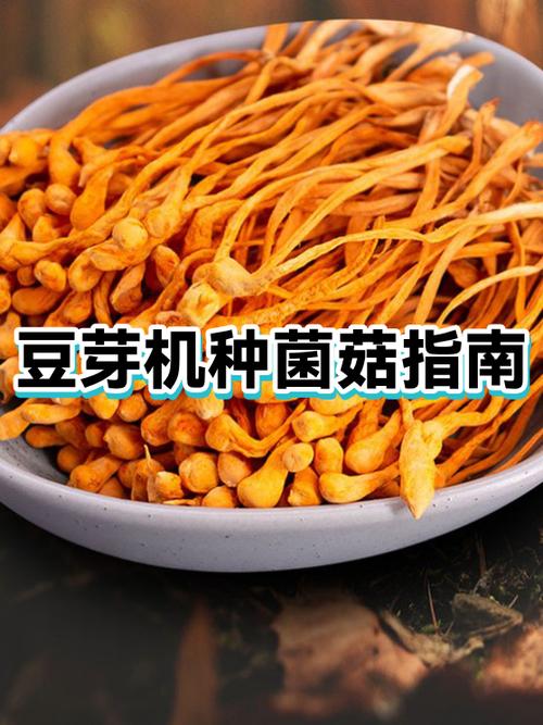 豆芽机怎么发豆芽的全部流程缩略图