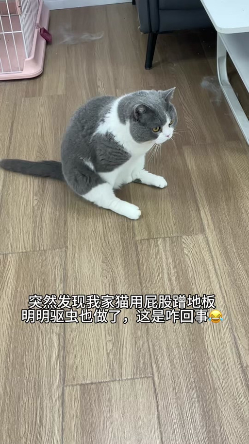 猫猫老是蹭来蹭去图标