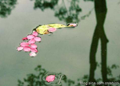 落花流水精准正确动物