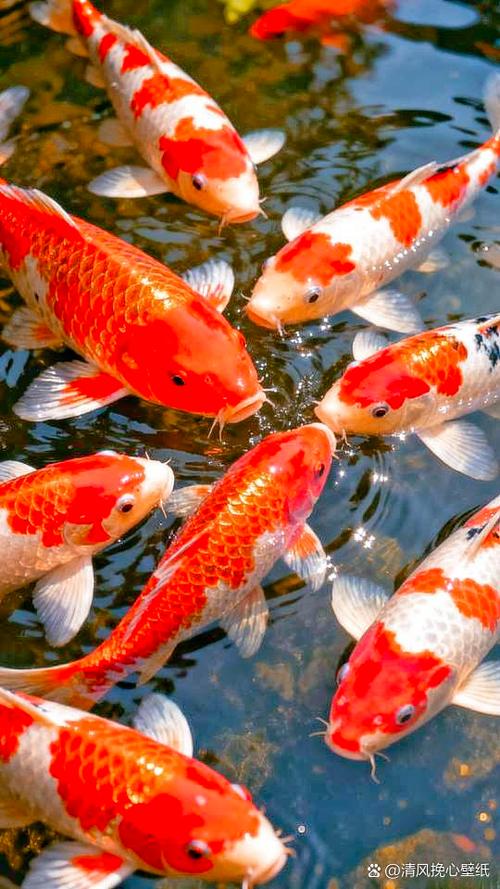 锦鲤池塘动态壁纸app