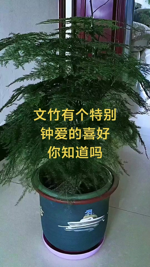 文竹最忌三种属相图标