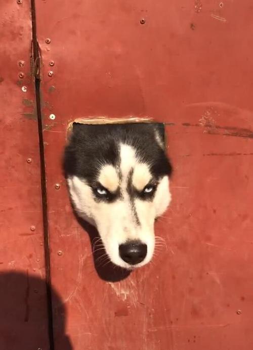 看门狗二哈士奇