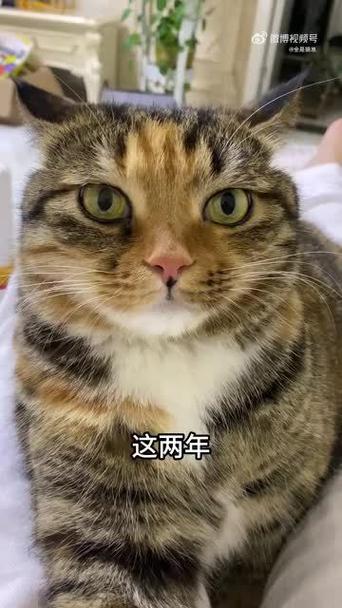 养猫后家里越来越穷缩略图