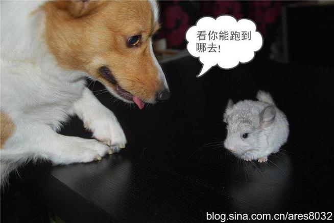 夸狗的俏皮话缩略图