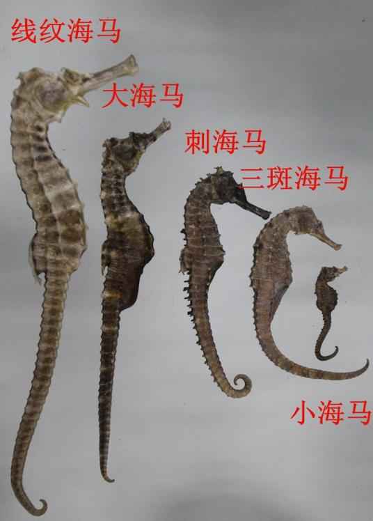 干海马放冷藏还是冷冻图标