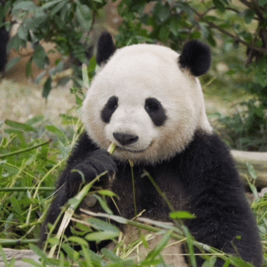 熊猫动态壁纸怎么锁屏缩略图