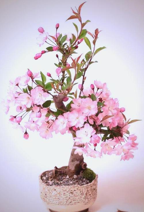 樱花盆栽怎么养缩略图