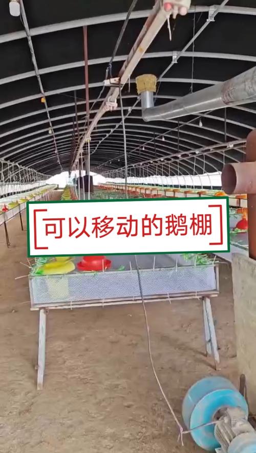 鹅棚搭建最简单方法