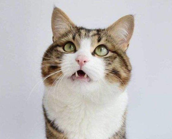 猫在咕咕咕咕的响缩略图