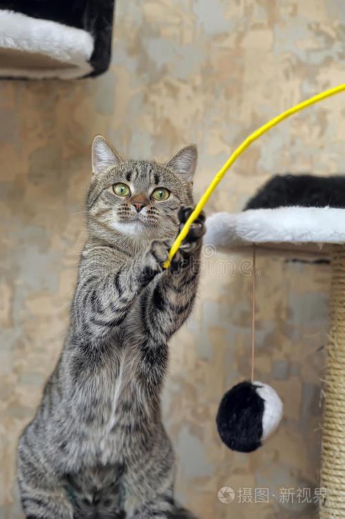 跟猫咪玩躲猫猫缩略图