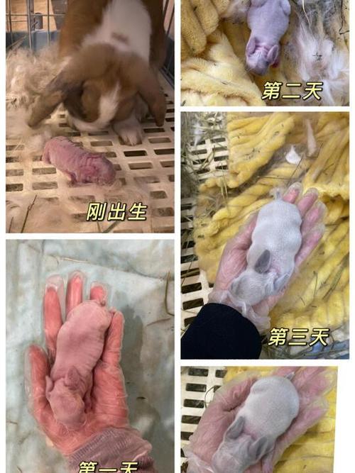 兔宝宝fc缩略图