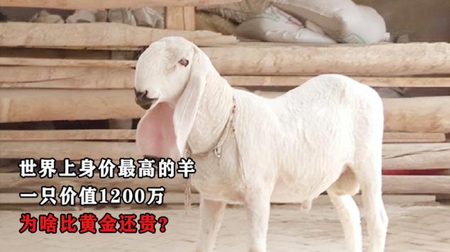 种羊多少钱一只缩略图