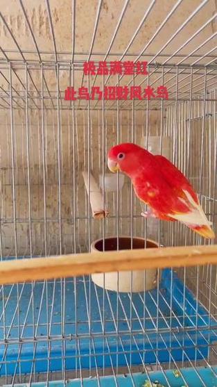 鸟养几只招财最好缩略图