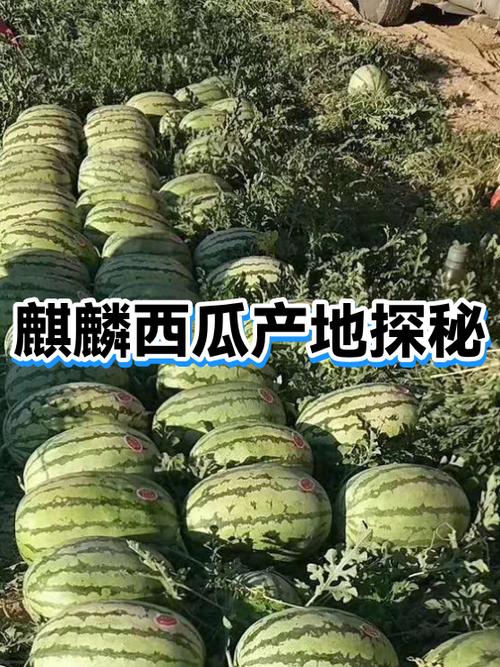 正宗麒麟西瓜是哪产地缩略图