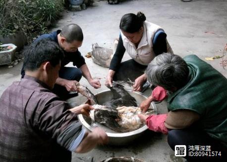 杀鹅去鹅毛的最佳方法图标