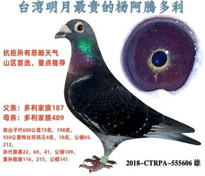 十大公认最好用的台鸽图标
