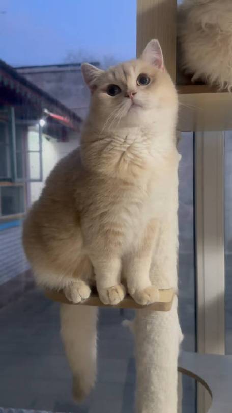 紫金渐层猫长大后样子图标