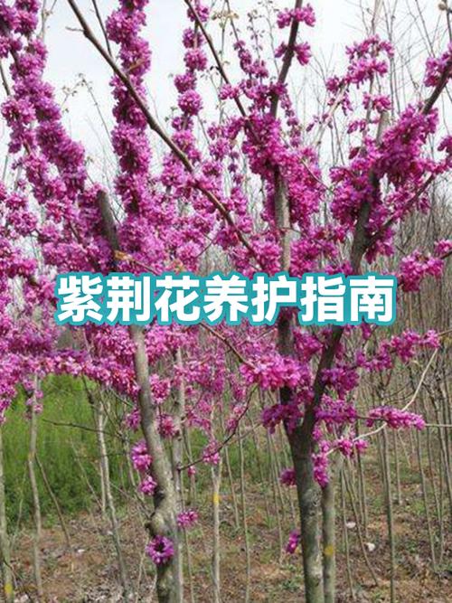紫荆花能长多高游戏截图