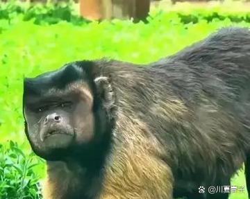 猴到底是什么意思游戏截图