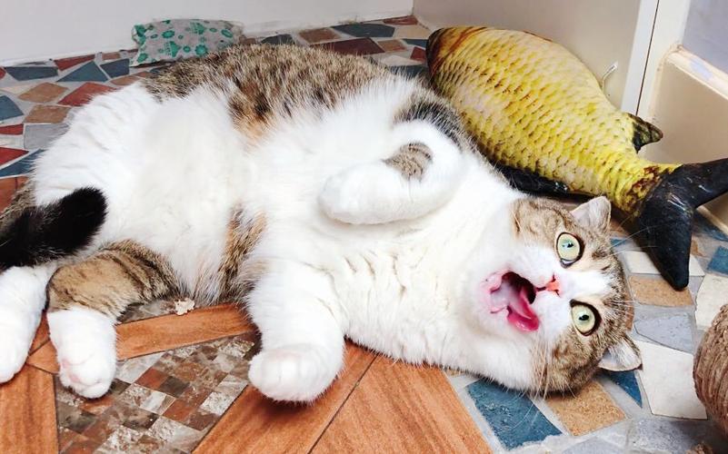 小鱼薄荷唧唧的猫缩略图