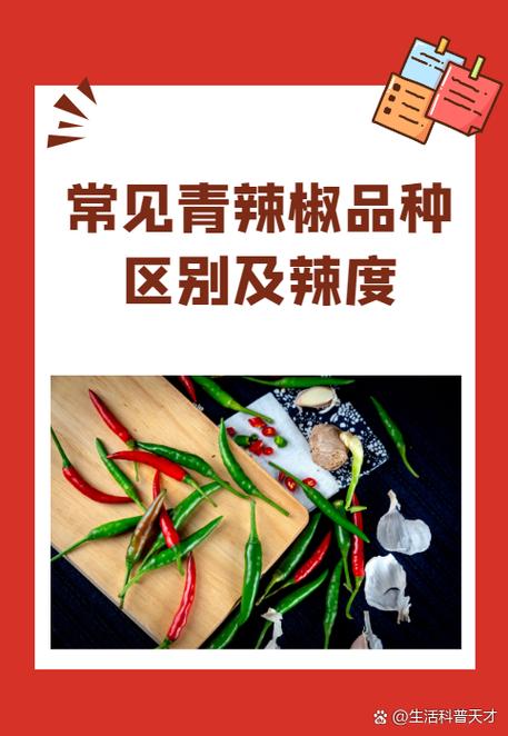 中国辣椒排名游戏截图