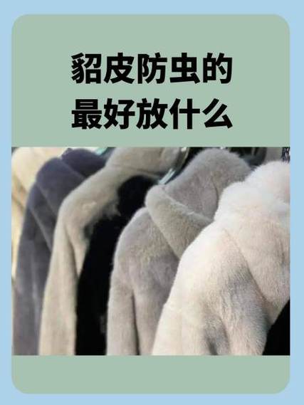 貂皮里放什么不生虫子