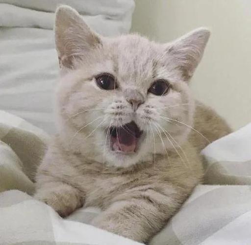 母猫喵呜喵呜叫缩略图