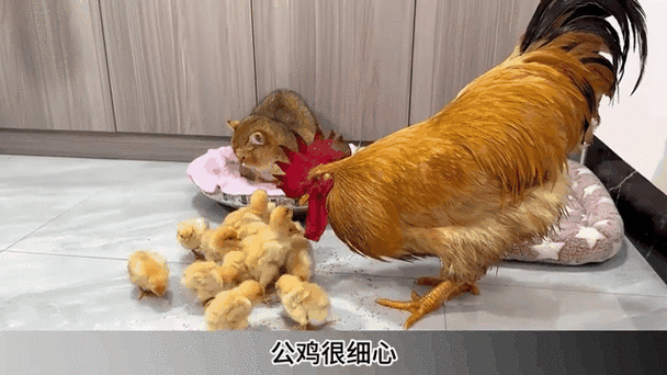 母鸡和母鸡打架怎么办图标