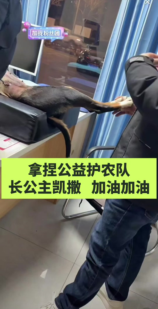 凯撒直装缩略图