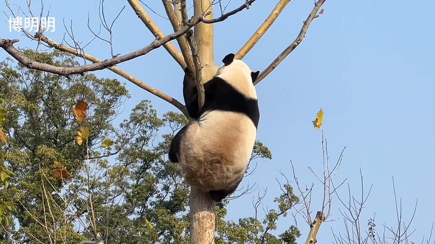 大熊猫视频搞笑视频爬树缩略图
