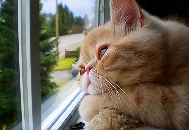 猫咪突然抑郁 一个人呆着