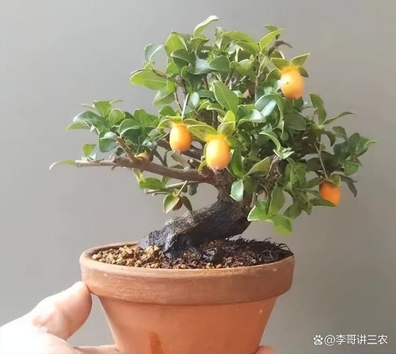 庭院十大吉祥树排名游戏截图